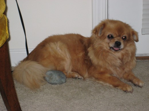 A Girl and Her Pet Rock
