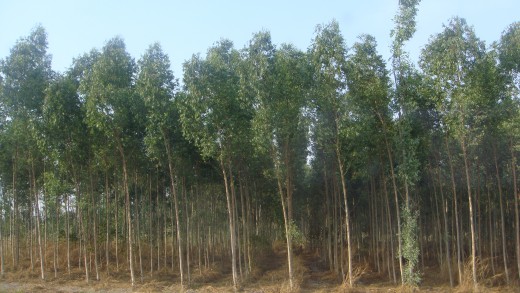 I'm not sure if these are rubber trees or trees used to make paper.