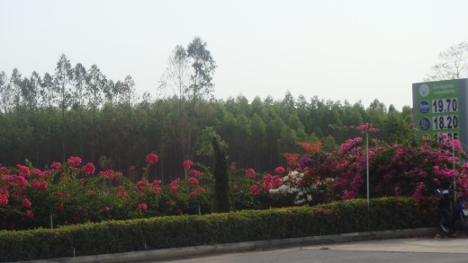 Brightly colored boganvilla.