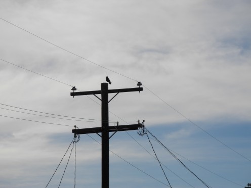 Blackbird sitting on the line. I'm concerned about the Environmental damage of these chemtrails.  I feel strongly that they are linked to the recent bird, fish, and wildlife deaths that have been happening since Jan. 1st, 2011.