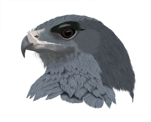 Black-breasted Buzzard-Eagle