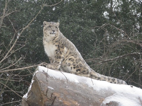 Capron, a male snow leopard residing at Binder Park Zoo in Battle Creek, MI.