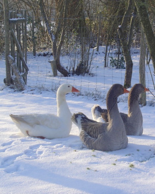 Our geese in the snow  Sadly the guests were less than keen on our geese so the poor old geese had to go.