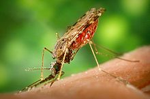The Anopheles Albimanus Mosquito