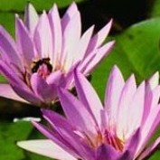 Mindfulness profile image