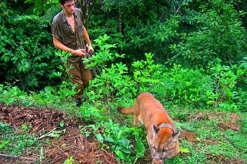 Walking the pumas through the jungle