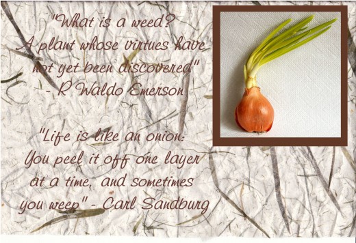 Onion with japanese paper backing and quotations Onion photo - Wiki commons - Hedwig Storch