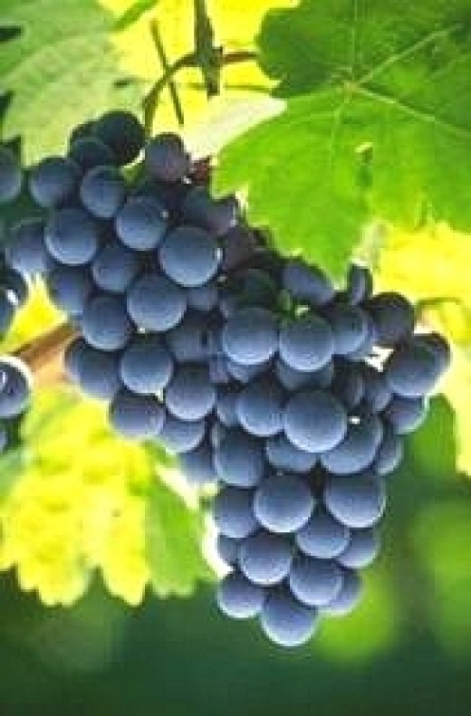 Wine Grape Family Tree Shows Huge Untapped Potential for CrossBreeding