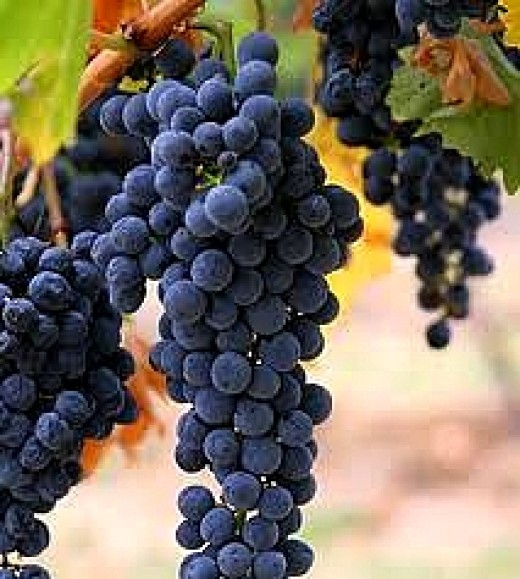 Wine Grape Family Tree Shows Huge Untapped Potential for CrossBreeding