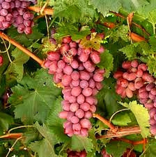 Wine Grape Family Tree Shows Huge Untapped Potential for CrossBreeding