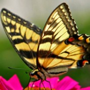 yellowbutterfly profile image