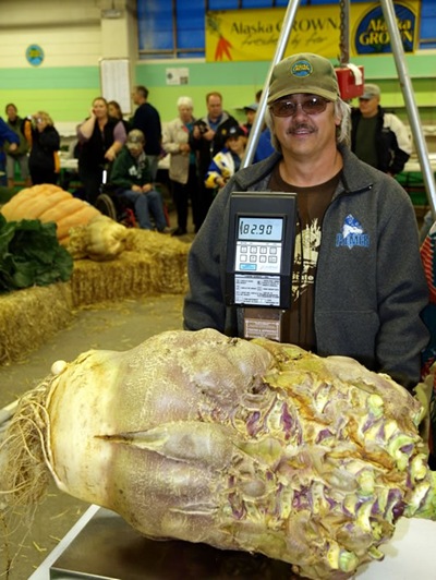 Now that's a rutabaga! Scott Robb of Palmer, Alaska, is the happy grower, the happy winner.