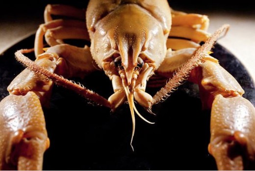 giant crayfish pic