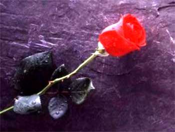 Love blooms forever if nourished properly.