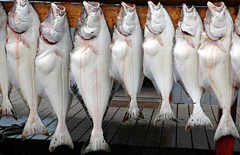 Halibut fish contains magnesium