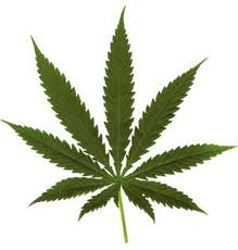 Salvia