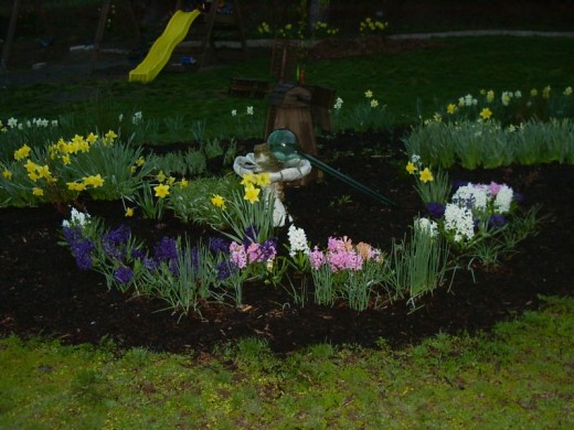 Dafodils and hyacinths brighten up even the darkest day-and very fragrant