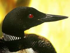 The common loon...