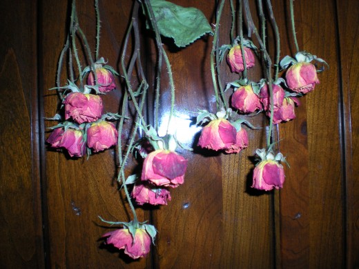 drying miniature roses