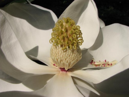 The Southern Magnolia flower has a lovely scent.