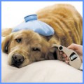 Pet Insurance May Be Worth It If …