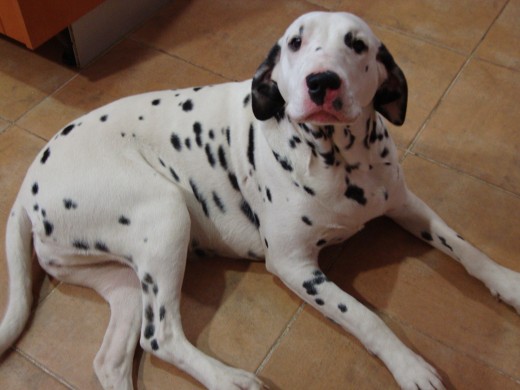 My Dalmatian now with 10 months