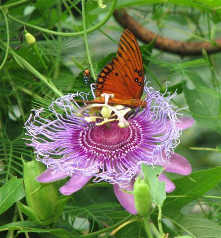 Passion Vine is the host plant of the Gulf Fritillary butterfly.