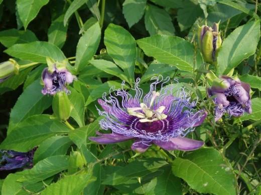 One of the many cultivars of native Passion Vine.