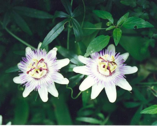 This passion flower is almost white and has a leaf with 5 points.