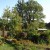 Our three oak trees (Les Trois Chenes)