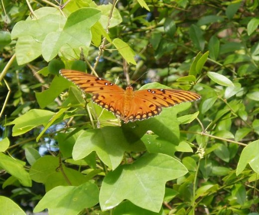 Yellow Passion Flower is also used by Gulf Fritillary butterflies.