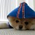 Boo dressed in a Hoodie Boo dressed in a Hoodie