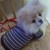 Boo dressed to go to the Vet Boo dressed to go to the Vet