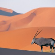 kimigreyhound profile image
