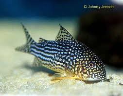 corydoras