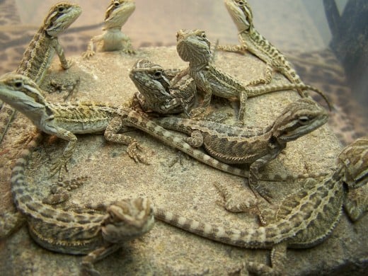A Assortment Of Baby Bearded Dragons