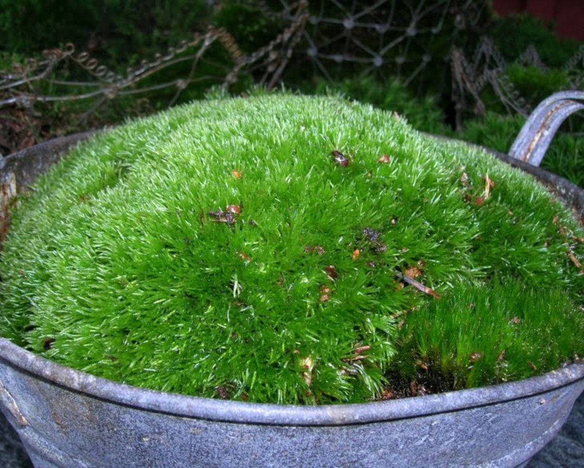 What does moss eat?