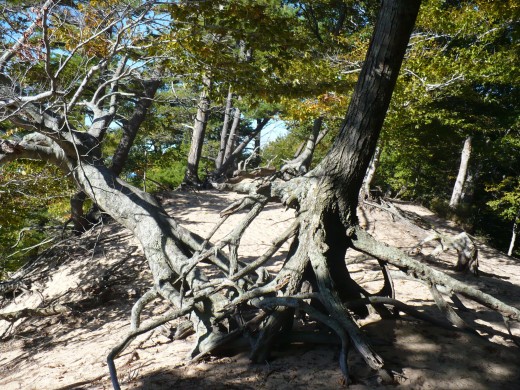Windswept trees at the top of Ridge Trail, Ludington State Park