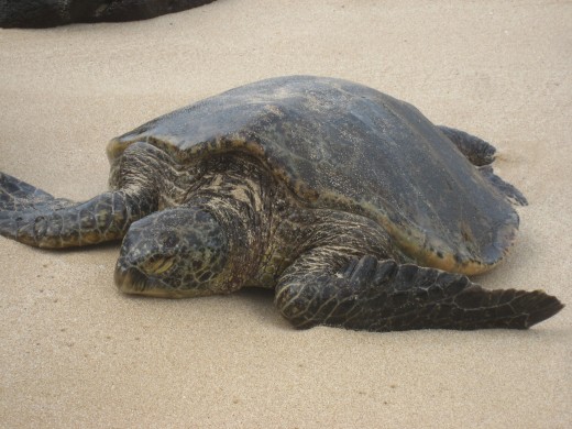 Large sea turtles sun themselves on the beach in a Kauai turtle reserve.
