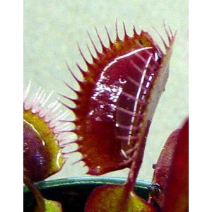 Red Dragon Venus Fly-Trap