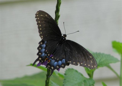 Female with worn wings
