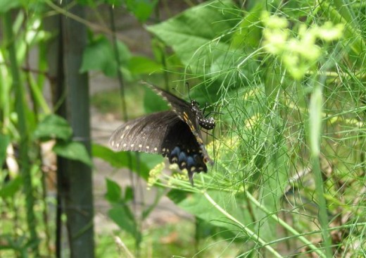 Laying eggs on Fennel