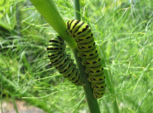 E. Black Swallowtail Caterpillars on Fennel