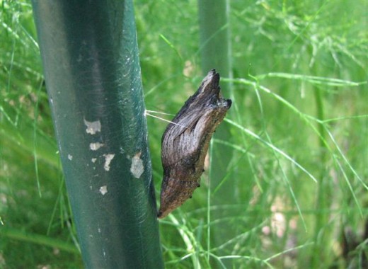 Black Swallowtail Chrysalis