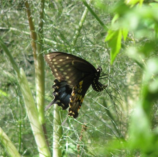 Eastern Black Swallowtail Female