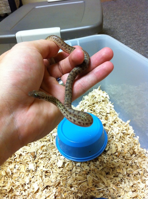 One of my hatchling Children's pythons (Antaresia childrenii)