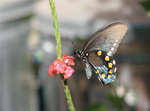 Pipevine Swallowtails are also confused with E. Blacks.