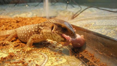 Here's a hatchling Savannah monitor of mine feasting on a pinkie mouse. 