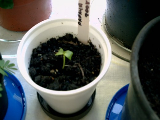 a very young papaya seedling 