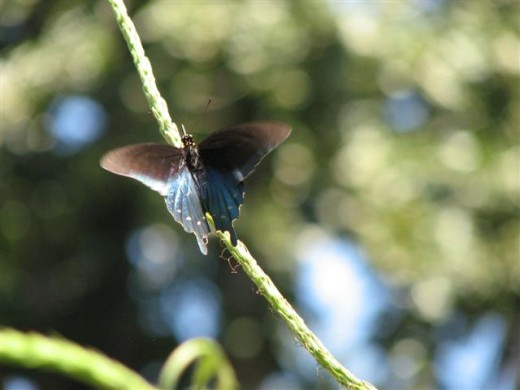 Pipevine Swallowtail showing blue scaling